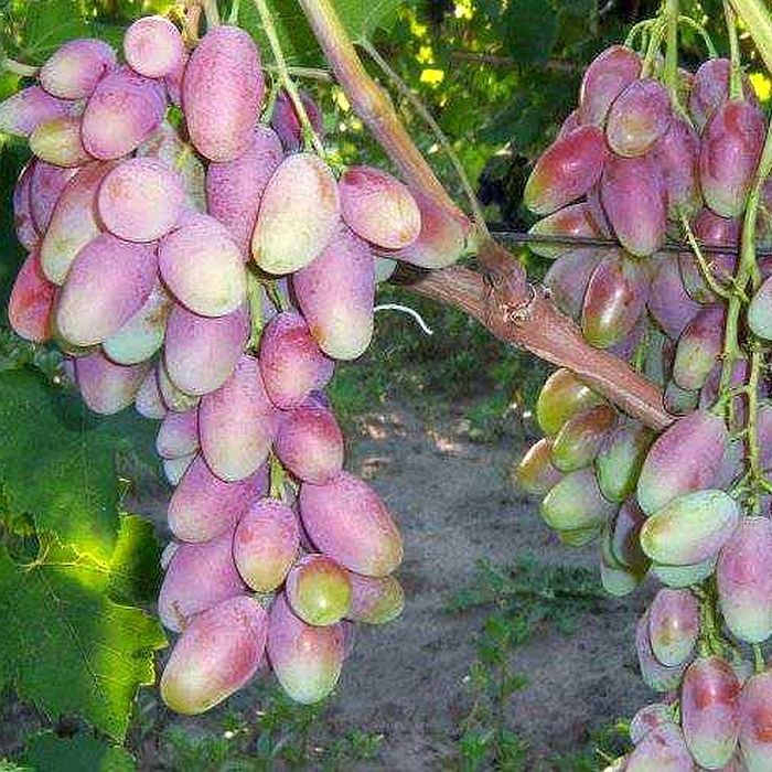 

Саженцы Виноград Диксон