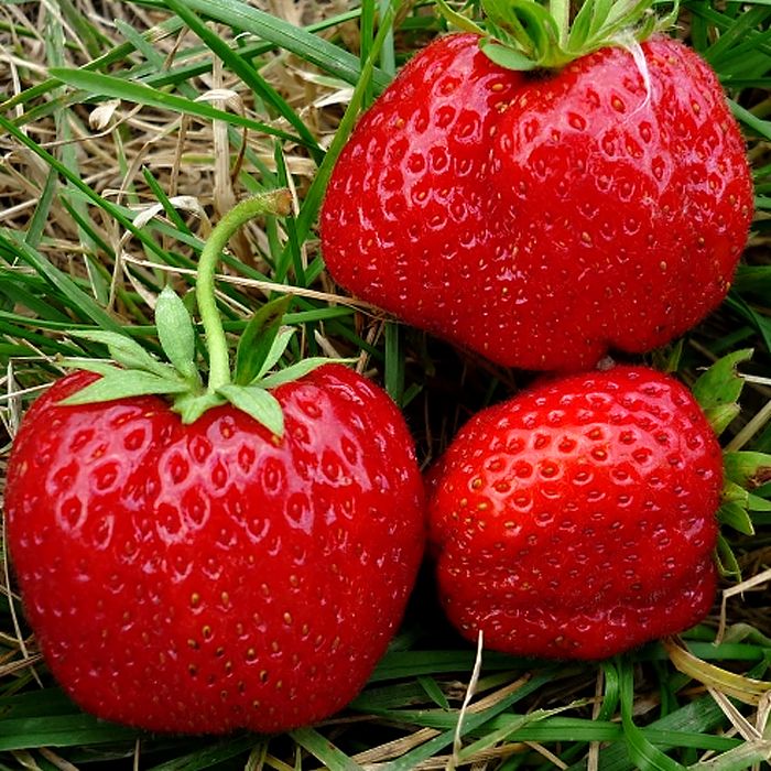 

Саженцы Земляника Юния Смайдс