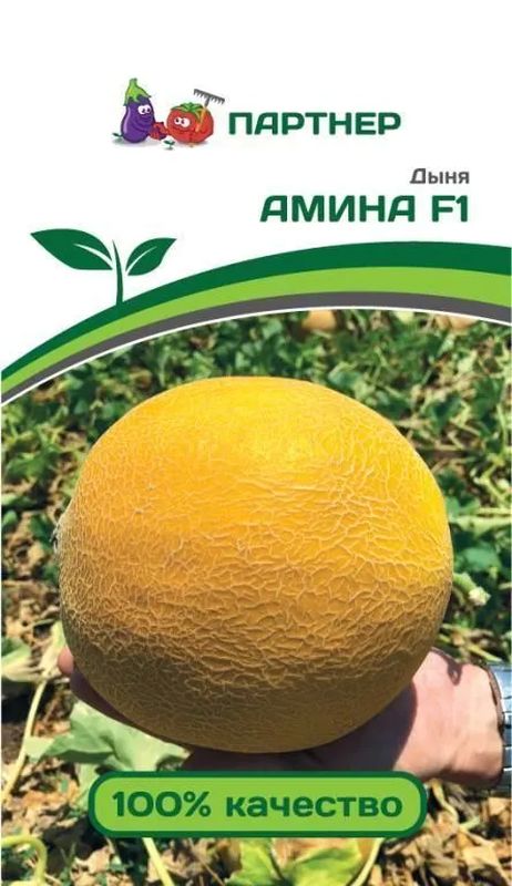 Дыня Амина описание и характеристики сорта особенности посадки и выращивания отзывы - садоводствору