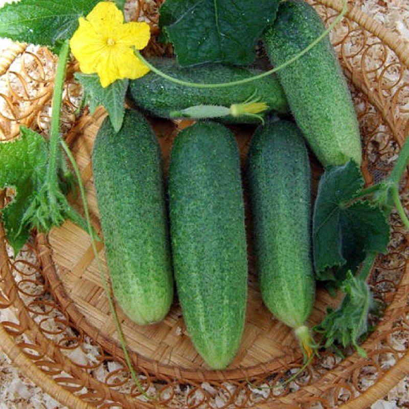 Огурцы сорт конни. Сорт огурцов драгун. Огурец драгун f1 описание. Огурец драгун f1. Сорт огурцов драгун.