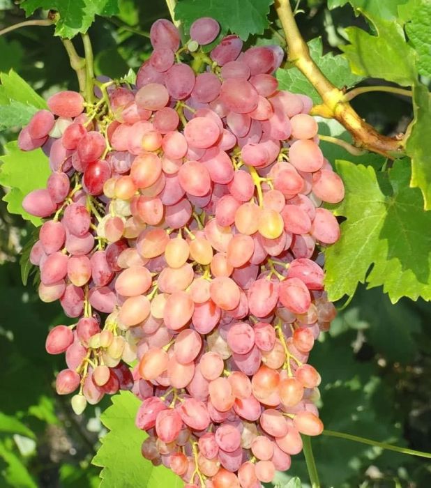 Виноград Кишмиш Лучистый