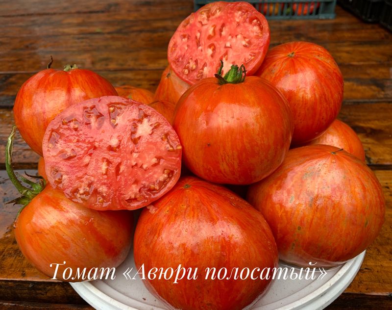 

томат авюри полосатый семена, томат авюри полосатый семена купить