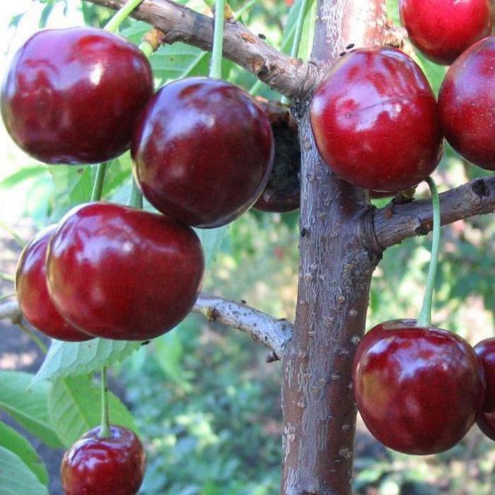 

Саженцы Черешня Любимица Астахова (Весна)
