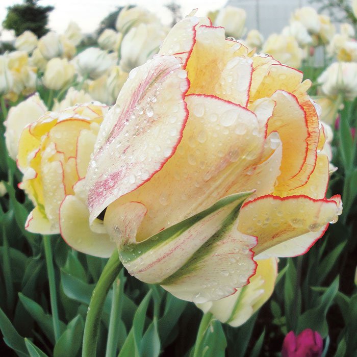 Тюльпан Желтая роза  - купить с доставкой