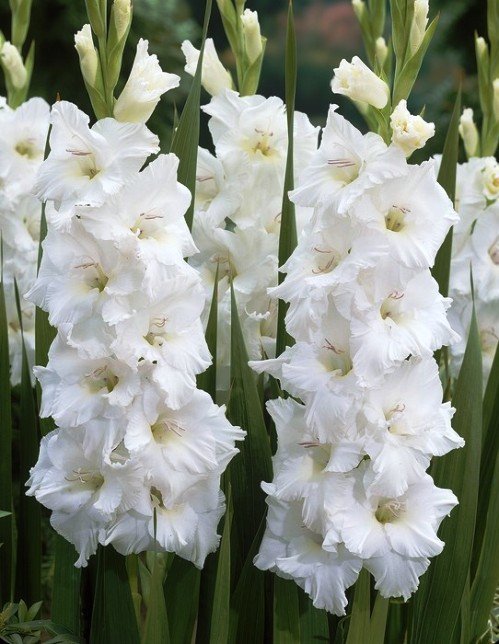 Купить Гладиолус Уайт в Москве и РФ. Описание сорта. Пункты самовывоза ...
