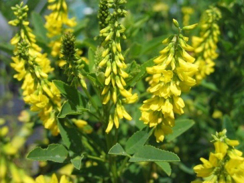 Донник желтый купить. Донник - Melilotus. Донник Melilotus officinalis. Донник желтый. Донник лекарственный медонос.