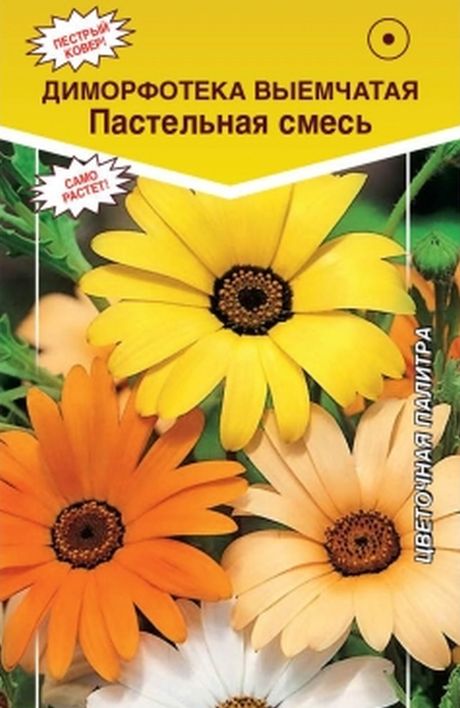 Диморфотека выемчатая Пастельная смесь