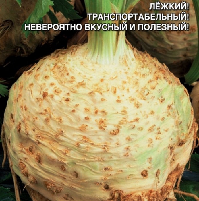 Сельдерей корневой Динамит