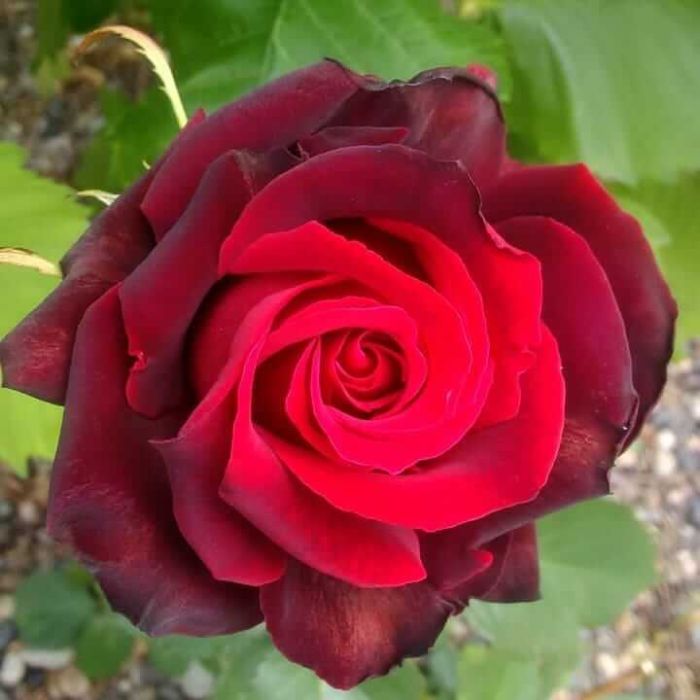 Роза Норита (горшок 4л)