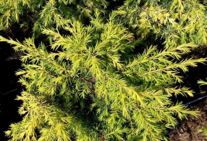Можжевельник обыкновенный шневердингер голдмачангел (juniperus communis schnever