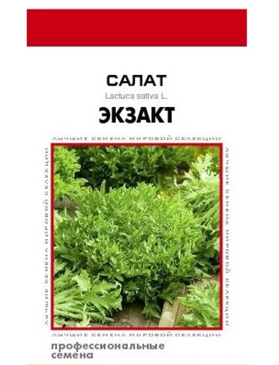 

салат листовой экзакт семена, салат листовой экзакт семена купить