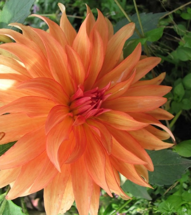 

Георгина Оранж Пигми