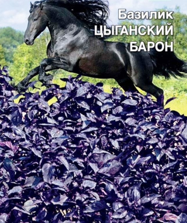

базилик цыганский барон семена, базилик цыганский барон семена купить