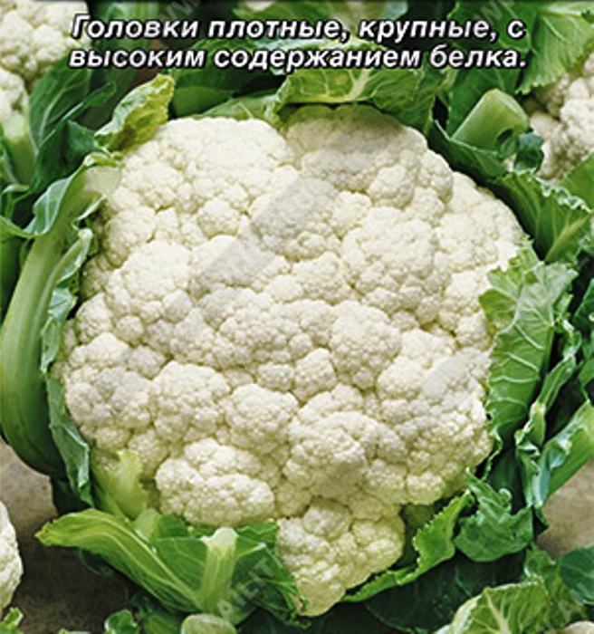 Семена цветная капуста гудман. Капуста спейс стар. Капуста спейс стар. Капуста спейс стар. Капуста спейс стар.