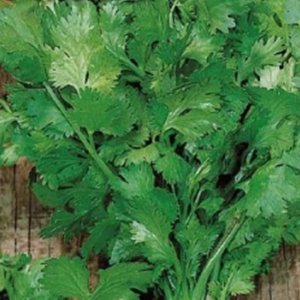 Кориандр (кинза) пучковая 