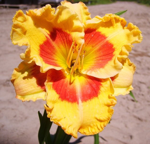 Hemerocallis X Factor