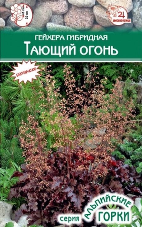 Гейхера гибридная Тающий огонь