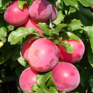 Слива русская Комета поздняя