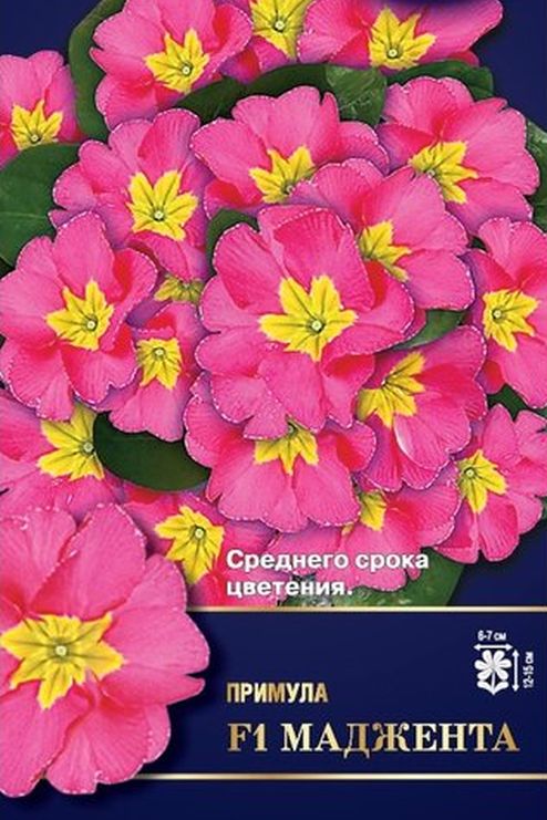Примула Маджента F1