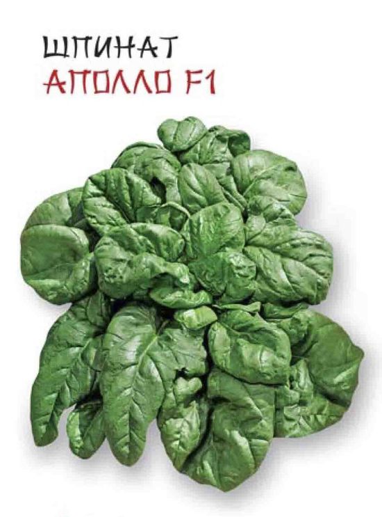 Шпинат Аполло F1