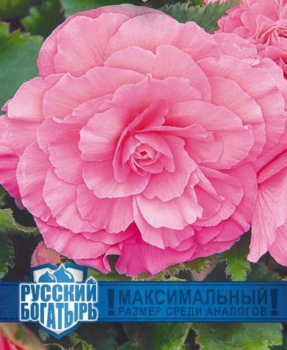Бегония Розовый фонтан F1 серия Русский богатырь - купить с доставкой