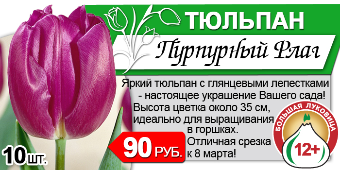 tulip-2-2.jpg