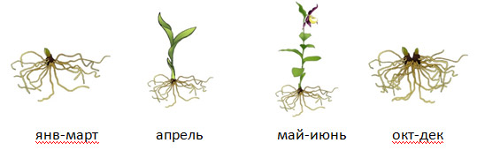 ОРХИДЕИ-Венерин-Башмачок.jpg