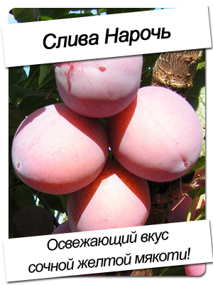 с1-3.jpg