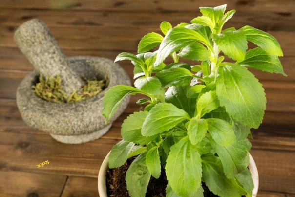 Stevia-6_6.jpg