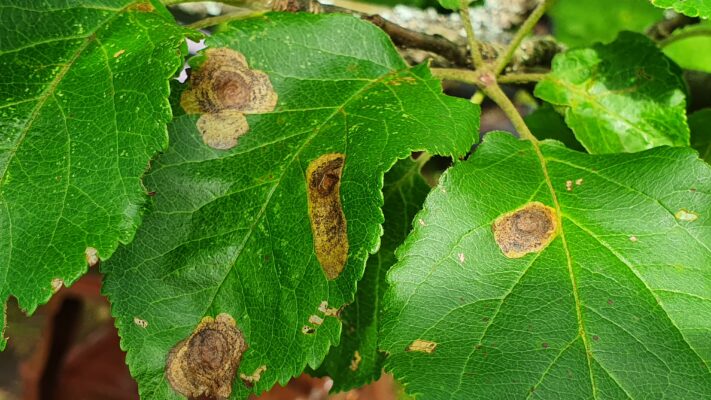 Листья груши, поврежденные боярышниковой кружковой молью.jpg