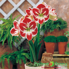 gippeastrum_prelyudiya.jpg