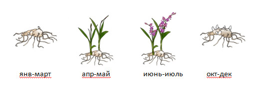 ОРХИДЕИ-Блетилла.jpg ОРХИДЕИ-Блетилла.jpg