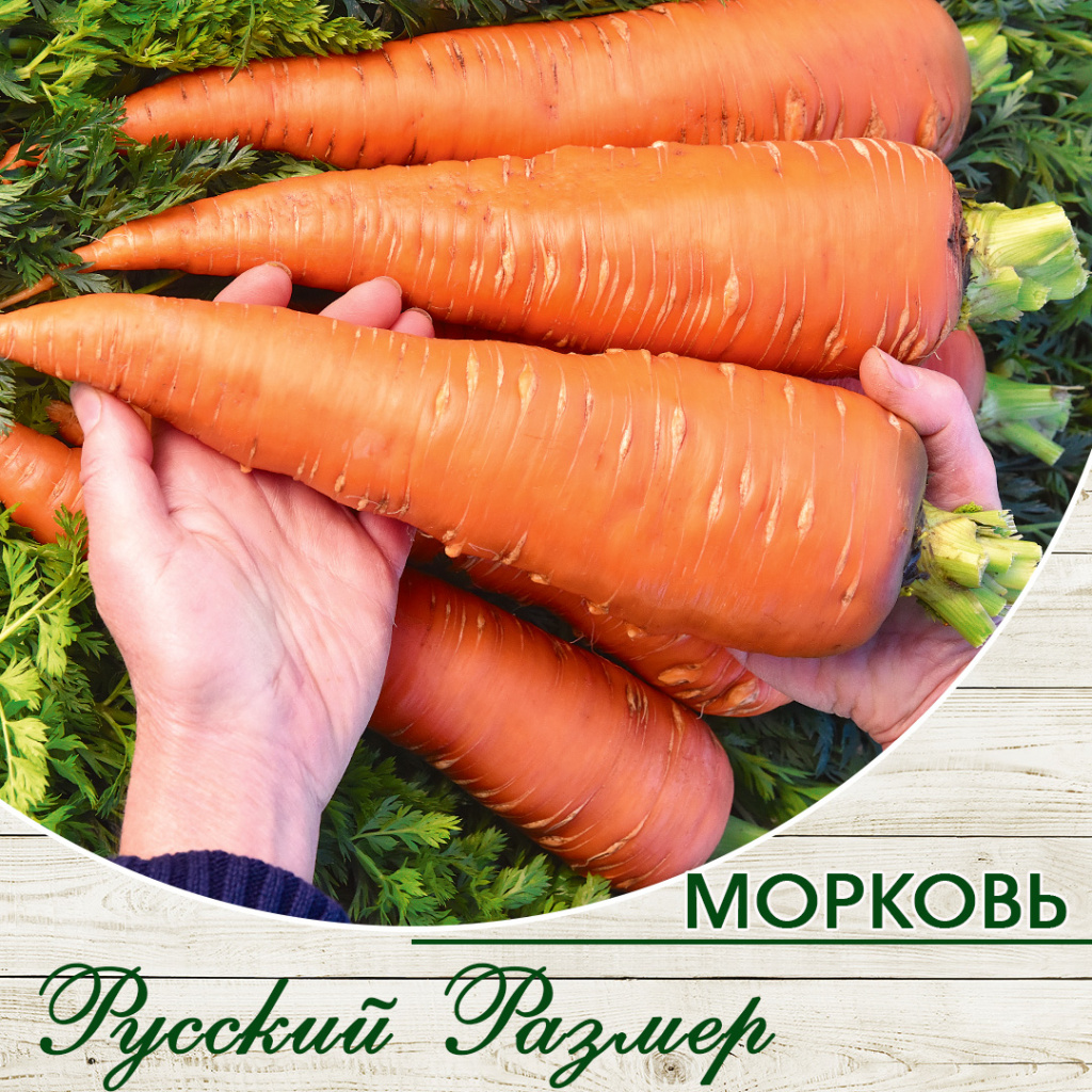Морковь Русский Размер.jpg