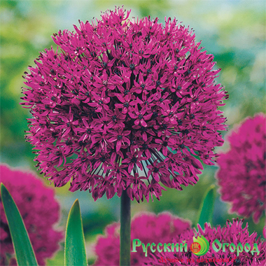 allium_pepl_senseyshn.jpg