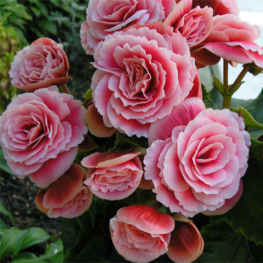 photo begonia1.jpg