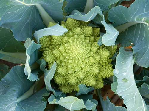 romanesco-6.jpg