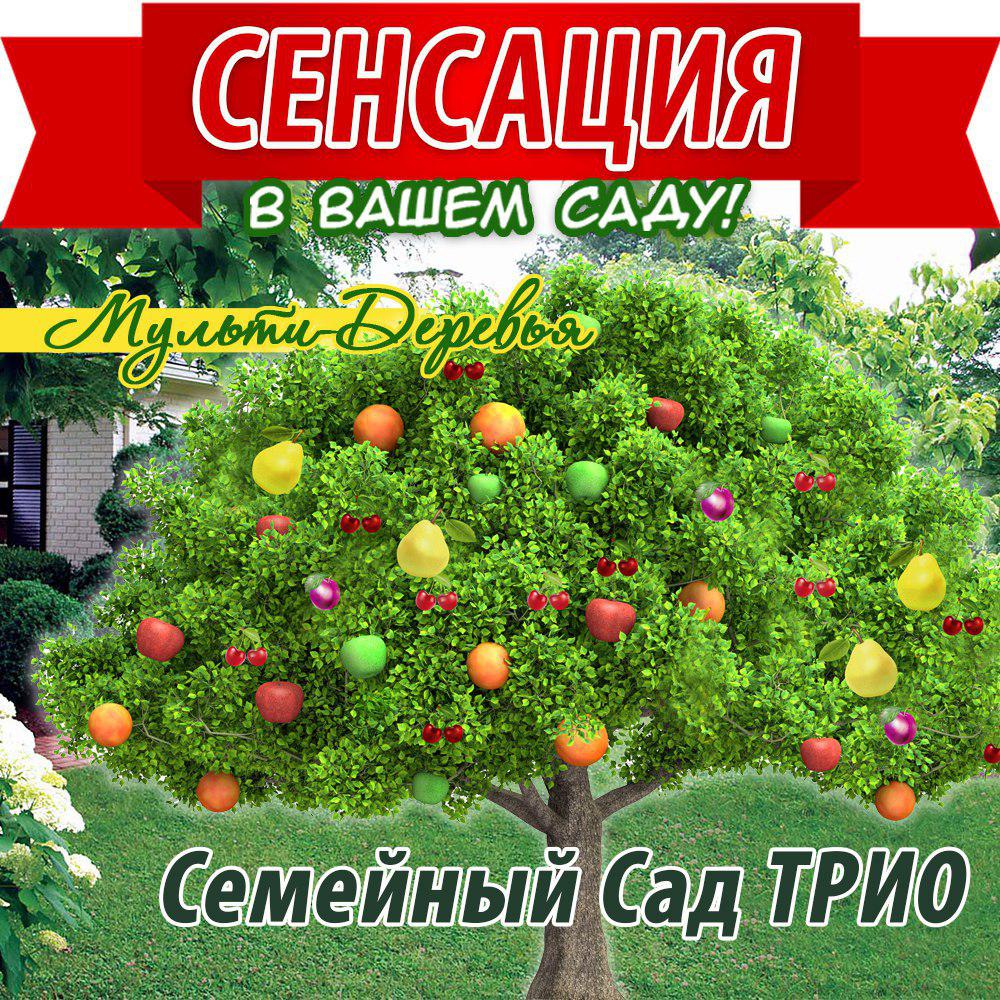 сайт ncsemena ru