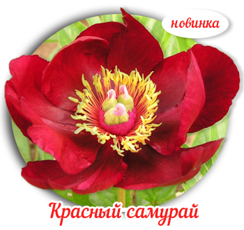 Ито-пион-Скарлет-Хевен-новинка.jpg