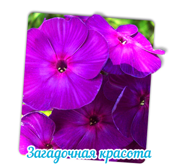 чародей.jpg