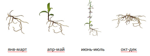 ОРХИДЕИ-Дремлик-Сабина.jpg