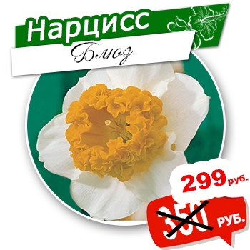 нарцисс-3.jpg