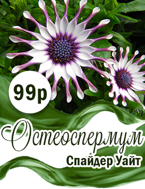 Osteospermum_2.jpg