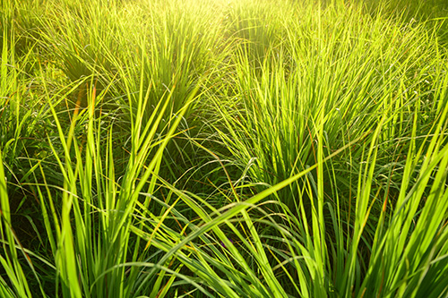 Lemongrass-1.jpg