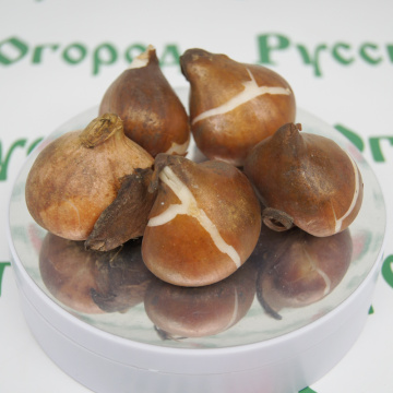 Стандарт поставки 6 Смесь бахромчатых тюльпанов Бахромчатая грация