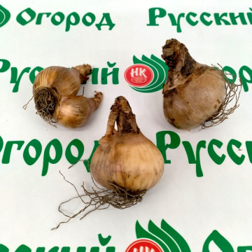 Стандарт поставки 3 Нарцисс Эпл Пай