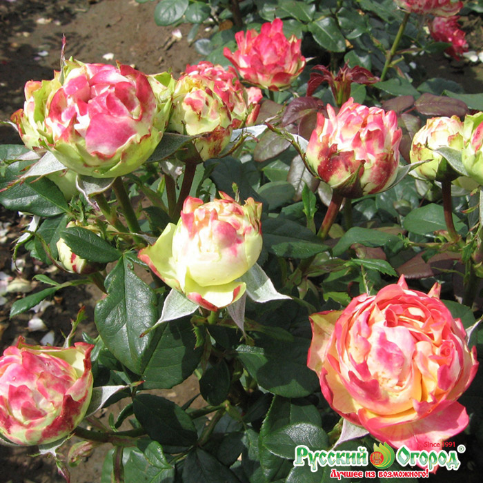 Купить Роза Блитц Раффлз в Москве и РФ. Описание сорта. Пункты ...