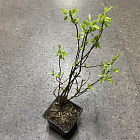 Чубушник венечный Ауреус