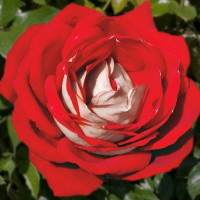 Роза штамбовая Кроненбург - купить с доставкой