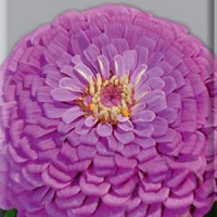 Цинния георгиноцветковая Фиолетовая королева  - купить с доставкой