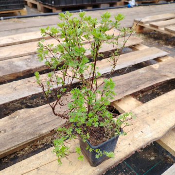 Стандарт поставки 3 Лапчатка кустарниковая Кобольд